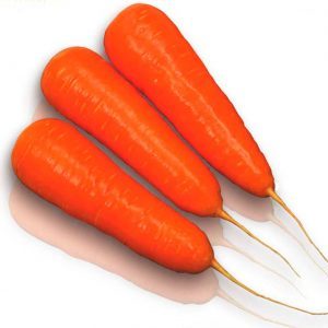 Carotte Kuroda à haut rendement avec une longue durée de conservation