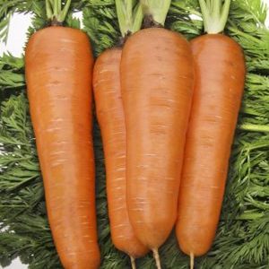 Carotte Kuroda à haut rendement avec une longue durée de conservation