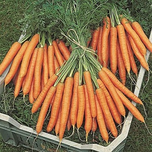Moment de la récolte des carottes en Sibérie: quel est le meilleur moment pour récolter