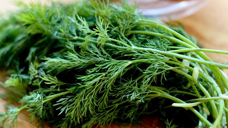 L'aneth pour les victoires des hommes: avantages et inconvénients pour la santé des hommes