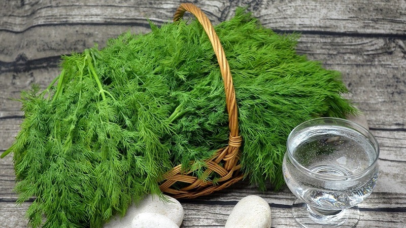 L'aneth pour les victoires des hommes: avantages et inconvénients pour la santé des hommes