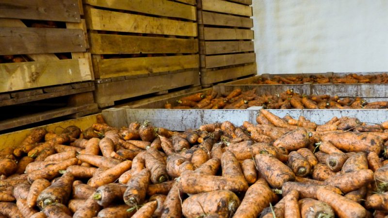 Quoi et comment conserver les carottes dans une cave en hiver: une sélection des meilleures façons