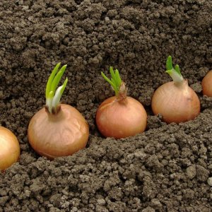 Que faire tremper les oignons avant de les planter avant l'hiver et s'il est nécessaire de le faire