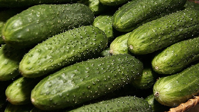 Choisir la meilleure variété de concombres pour une serre en polycarbonate