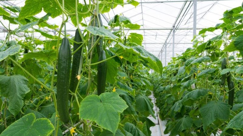 Choisir la meilleure variété de concombres pour une serre en polycarbonate