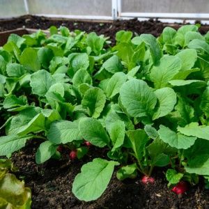 Instructions pour la culture des radis dans une serre en hiver pour la vente et la rentabilité de cette entreprise
