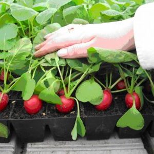 Instructions pour la culture des radis dans une serre en hiver pour la vente et la rentabilité de cette entreprise