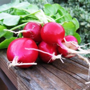 Instructions pour la culture des radis dans une serre en hiver pour la vente et la rentabilité de cette entreprise