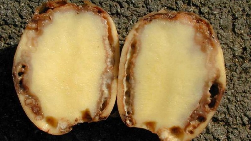 Descriptions détaillées et des traitements efficaces contre les maladies de la pomme de terre