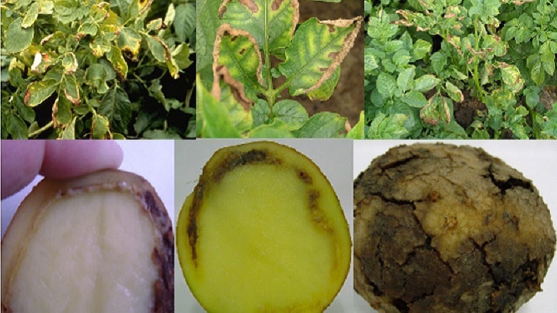 Qu'est-ce que la pourriture annulaire des pommes de terre et les méthodes pour y faire face