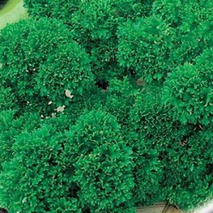 Quel est le nom du persil frisé