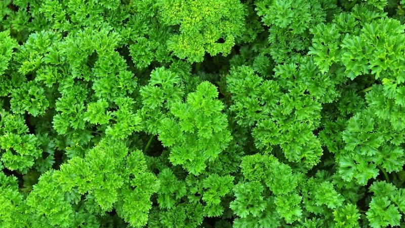 Quel est le nom du persil frisé