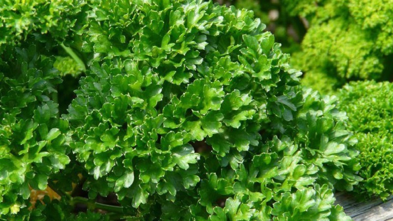 Quel est le nom du persil frisé