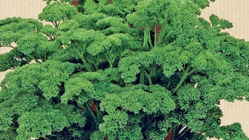 Quel est le nom du persil frisé