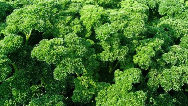 Quel est le nom du persil frisé