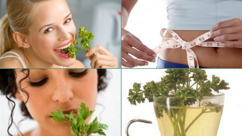 Comment prendre du persil pour perdre du poids: les meilleures recettes pour brûler les graisses