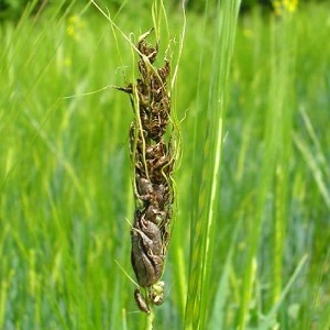 Pourquoi le charbon du blé est-il dangereux et comment y faire face