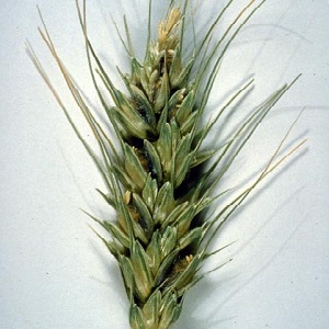 Pourquoi le charbon du blé est-il dangereux et comment y faire face