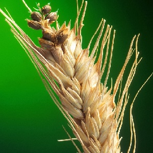 Pourquoi le charbon du blé est-il dangereux et comment y faire face