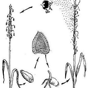 Pourquoi le charbon du blé est-il dangereux et comment y faire face