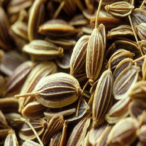 Examen des meilleures variétés de persil et de leurs variétés