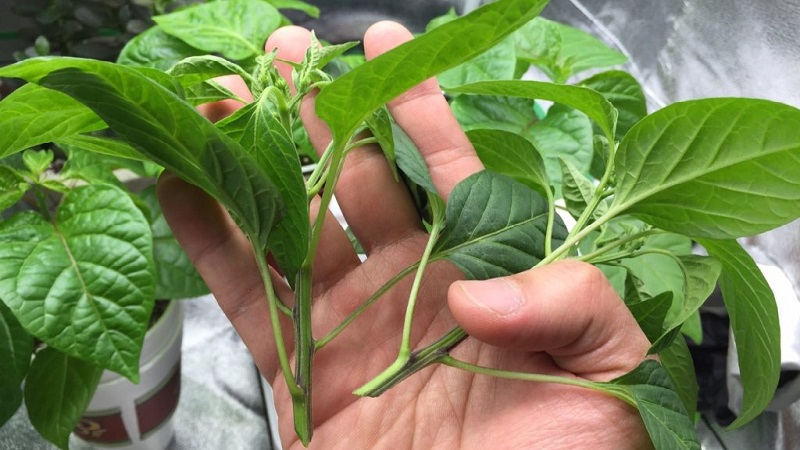 Dois-je pincer les poivrons: arguments pour et contre, un guide pour la formation correcte d'un buisson