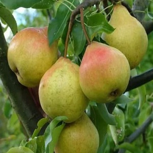 Aperçu des variétés de poires Automne Yakovleva: avantages, inconvénients, nuances de culture