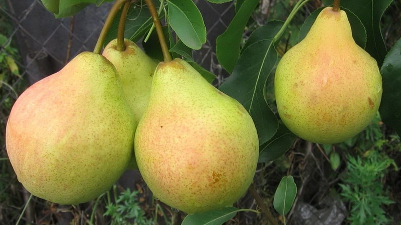 Aperçu des variétés de poires Automne Yakovleva: avantages, inconvénients, nuances de culture