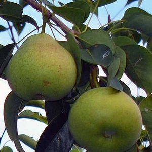 Aperçu des variétés de poires Automne Yakovleva: avantages, inconvénients, nuances de culture