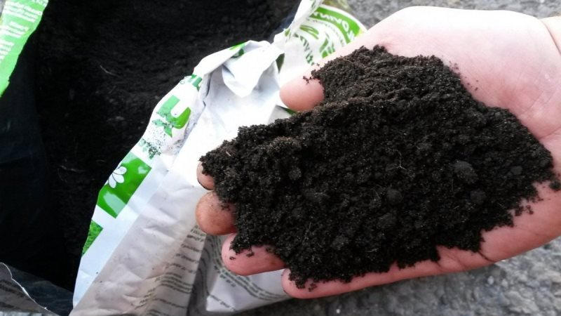 Comment et quoi fertiliser les raisins de Corinthe à l'automne pour obtenir une bonne récolte