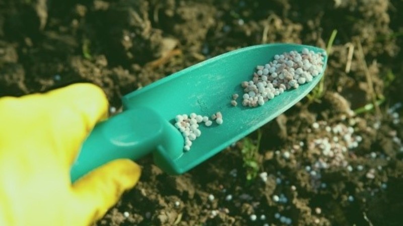 Comment et quoi fertiliser les raisins de Corinthe à l'automne pour obtenir une bonne récolte