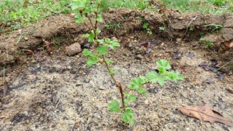 Comment et quoi fertiliser les raisins de Corinthe à l'automne pour obtenir une bonne récolte