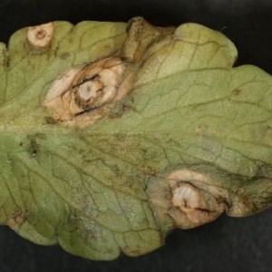 Instructions pour transplanter le chèvrefeuille dans un nouvel emplacement par étapes