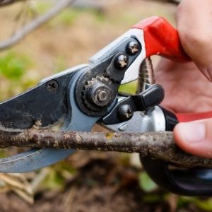 Instructions pour transplanter le chèvrefeuille dans un nouvel emplacement par étapes