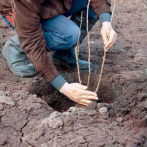 Instructions pour transplanter le chèvrefeuille dans un nouvel emplacement par étapes