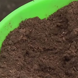 Instructions pour transplanter le chèvrefeuille dans un nouvel emplacement par étapes