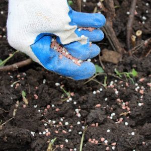 Instructions pour transplanter le chèvrefeuille dans un nouvel emplacement par étapes