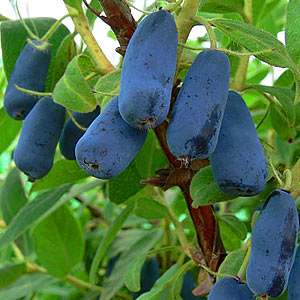 Instructions pour transplanter le chèvrefeuille dans un nouvel emplacement par étapes