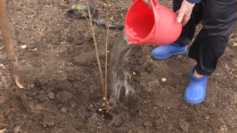 Instructions pour transplanter le chèvrefeuille dans un nouvel emplacement par étapes