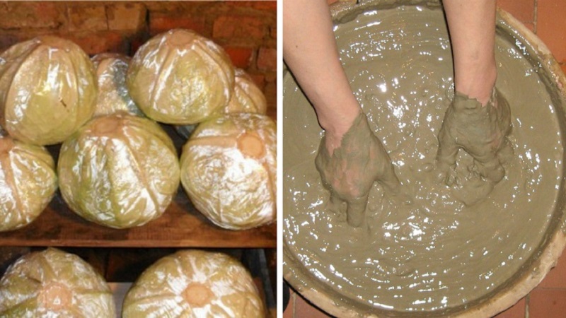 Où et comment conserver le chou frais à la maison dans un appartement