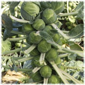 Des moyens éprouvés de conserver les choux de Bruxelles frais, congelés et en conserve pour l'hiver