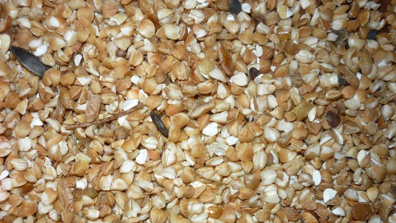 Qu'est-ce que le sarrasin, ce qui est bon et pour quels plats il convient