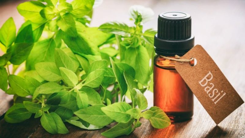 Pourquoi l'huile essentielle de basilic est utile et comment l'utiliser correctement
