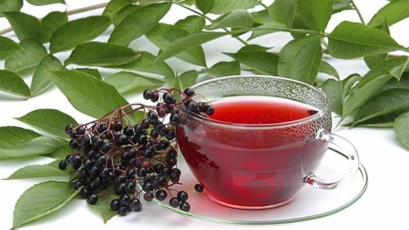 Un guide étape par étape pour la fermentation des feuilles de cassis pour le thé à la maison