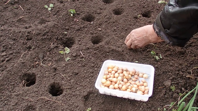 Les principaux secrets de la plantation d'oignons avant l'hiver: comment et quand planter correctement