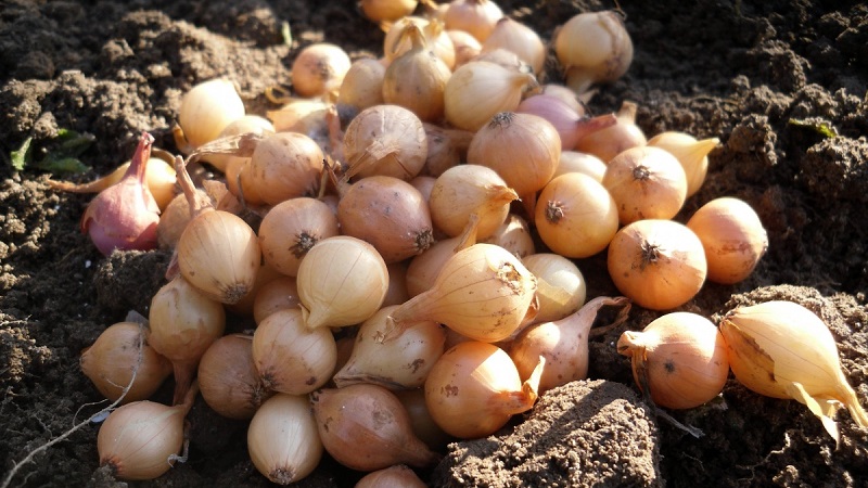 Les principaux secrets de la plantation d'oignons avant l'hiver: comment et quand planter correctement