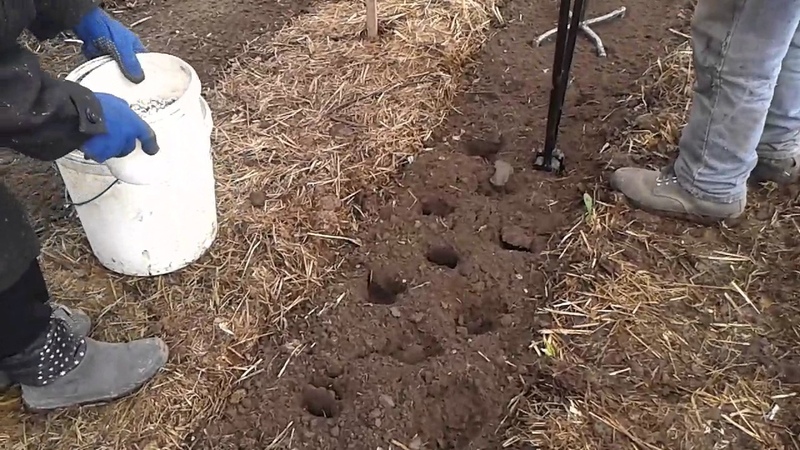 Quelle devrait être la profondeur de plantation des pommes de terre, de quoi elle dépend et ce qu'elle affecte