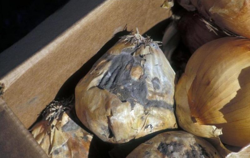 Que faire si l'oignon pourrit pendant le stockage et dans le jardin