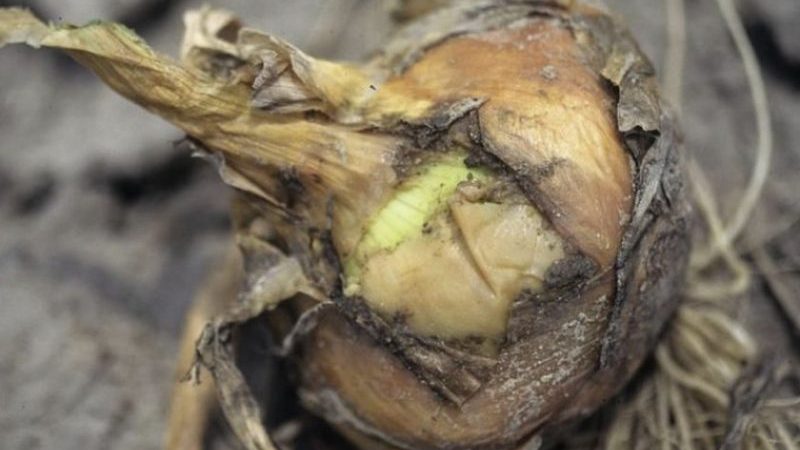 Que faire si l'oignon pourrit pendant le stockage et dans le jardin