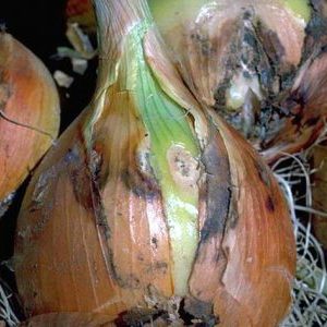 Que faire si l'oignon pourrit pendant le stockage et dans le jardin